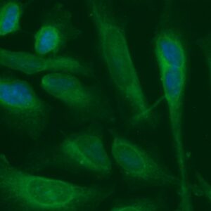 Human Calnexin (CANX) Antibody (FITC Conjugate)