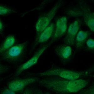 Human CD1E Antibody (FITC Conjugate)