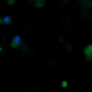 Human Vitronectin (VTN) AssayLite Antibody (FITC Conjugate)