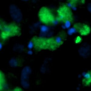 Human Ephrin A3 AssayLite Antibody (FITC Conjugate)