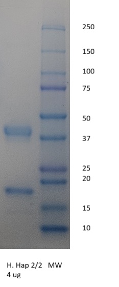 Human Haptoglobin, Phenotype 2-2