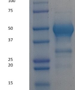 Human Factor VII (Factor 7)
