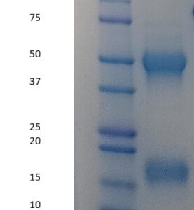 Human Factor X (Factor 10)