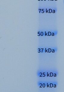 Human Complement C3a
