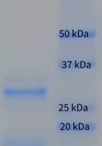 Human Factor Xa (Activated Factor 10)