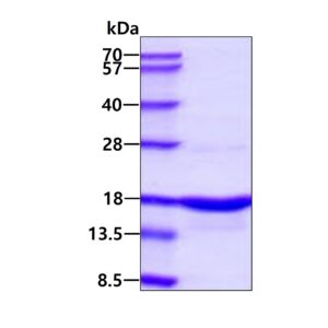 Human alpha-Synuclein (A53T)