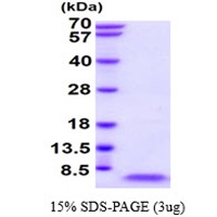 Human alpha-Synuclein (96-140aa)