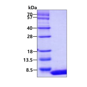 Human alpha-Synuclein (1-60aa)