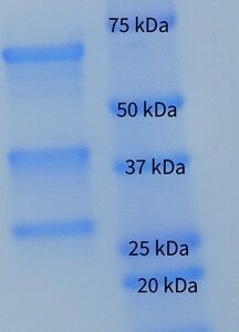 Human Complement C3c