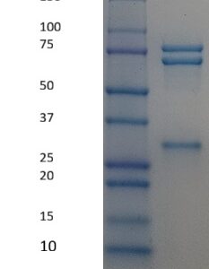 Human Complement C4b