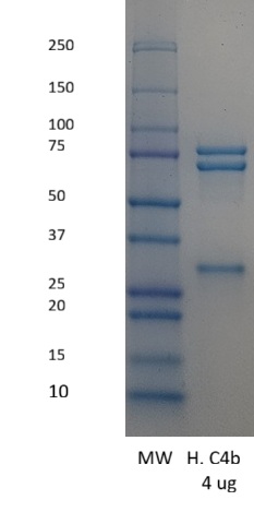 Human Complement C4b
