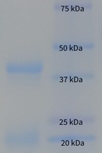 Human Protein C